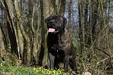 BULLMASTIFF 453